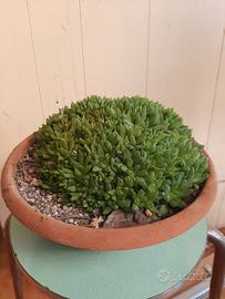 Haworthia Cymbiformis var. umbraticola