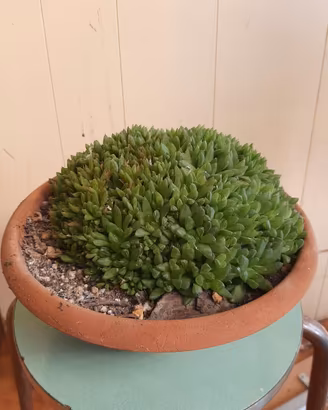 Haworthia Cymbiformis var. umbraticola