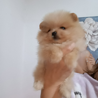 Spitz tedesco nano pomerania