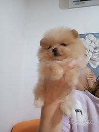 Spitz tedesco nano pomerania