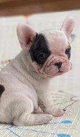 Cucciolo di buldog francese