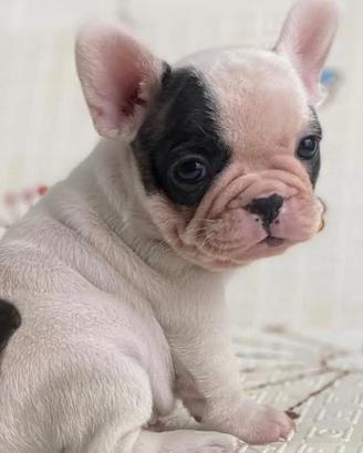 Cucciolo di buldog francese