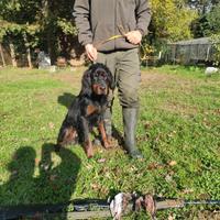 Disponibile Setter Gordon per monta