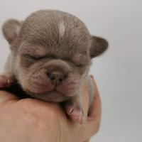 Cuccioli meravigliosi di chihuahua