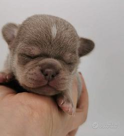 Cuccioli meravigliosi di chihuahua