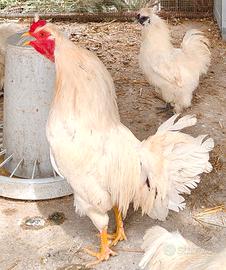 Schijndelaar gallo, uova celesti