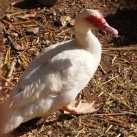 Anatra muta femmina