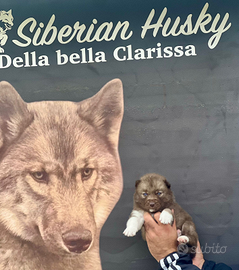 Cuccioli siberian husky