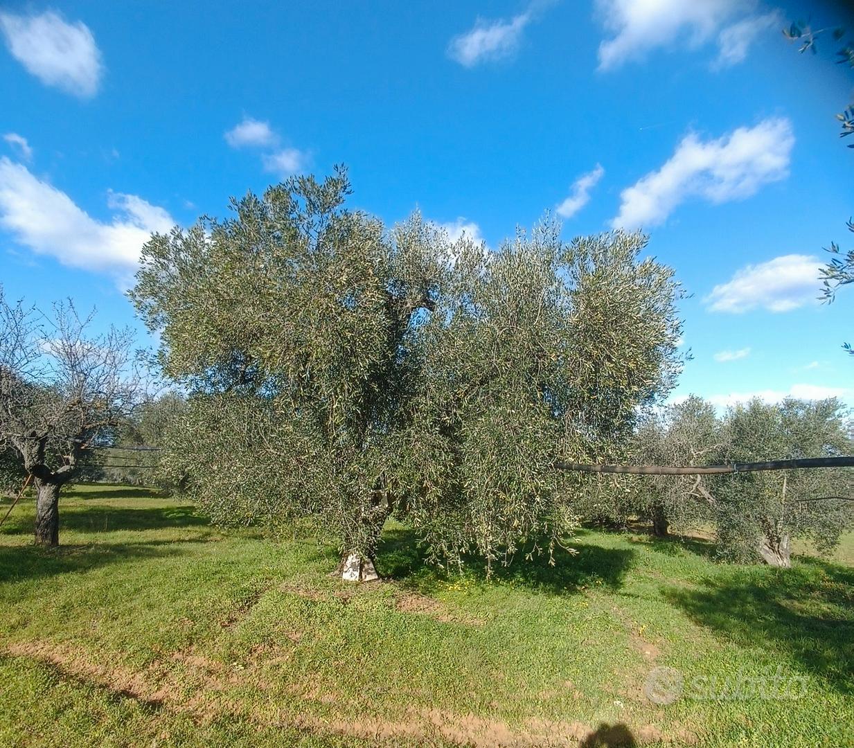 Uliveto Irriguo Terreno - Vista 2