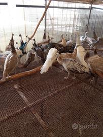 Pavoni per pappagalli mutati