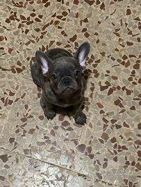 Bulldog francese