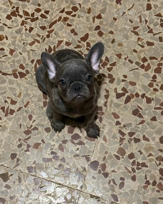 Bulldog francese
