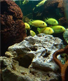 Ciclidi Malawi labidochromis caerelus yellow