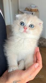 Scottish fold gattina(meno id 2 mesi)