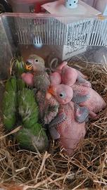 Pappagalli allevati a mano