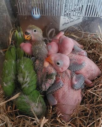 Pappagalli allevati a mano