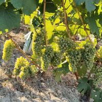 Lavoro vigneto nocciole frutta