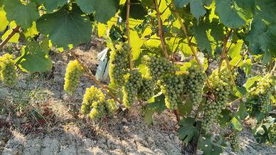 Lavoro vigneto nocciole frutta