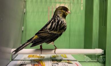 Canarini Nero Gialli