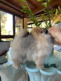 Pomerania femmina