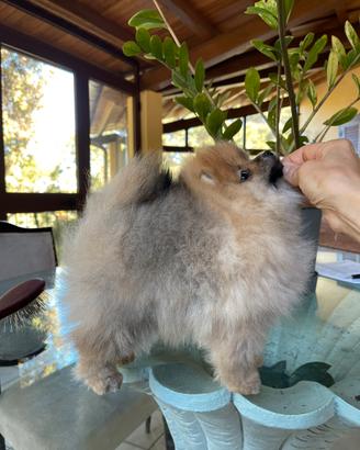 Pomerania femmina