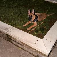 Pastore belga malinois enci