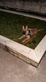 Pastore belga malinois enci