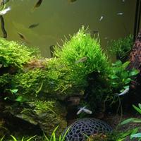 Avanotti Guppy Blue grass