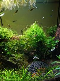 Avanotti Guppy Blue grass