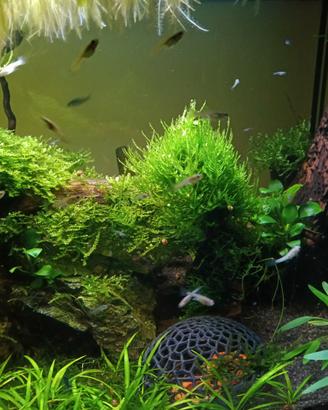 Avanotti Guppy Blue grass