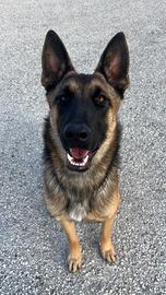 Pastore belga malinois