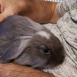 Coniglio nano ariete