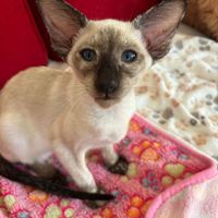 Ninfea cucciola di Gatto Siamese con pedigree