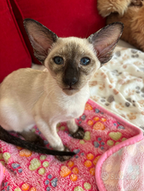 Ninfea cucciola di Gatto Siamese con pedigree