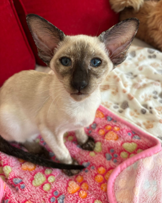 Ninfea cucciola di Gatto Siamese con pedigree