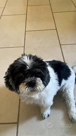 Shit tzu 14 anni sterilizzata