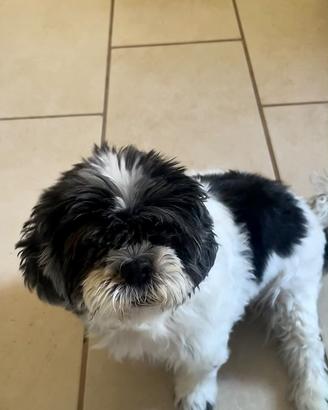 Shit tzu 14 anni sterilizzata
