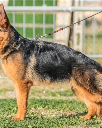 Cucciolona di pastore tedesco