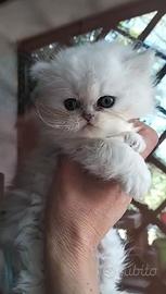 Cuccioli persiano chinchilla