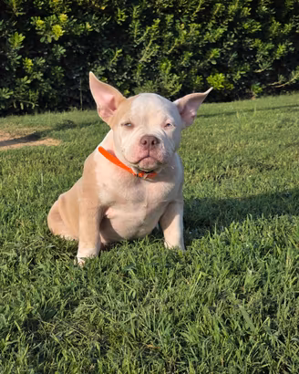 American bully pocket femmina