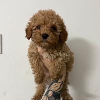 Meravigliosi Cuccioli di Barboncino