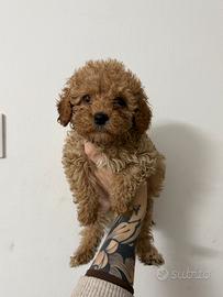 Meravigliosi Cuccioli di Barboncino