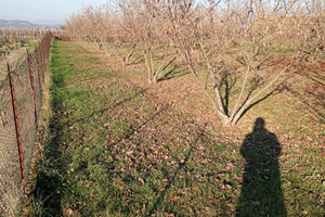 Terreno a noccioleto