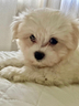 cuccioli-maltese