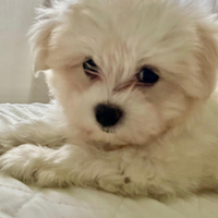 Cuccioli Maltese