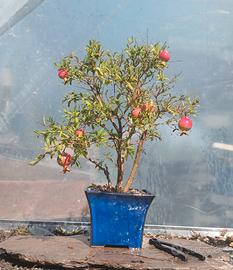 bonsai 