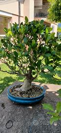 bonsai ficus retusa 