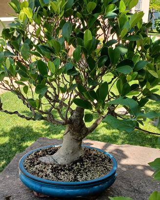 bonsai ficus retusa 