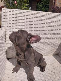 Cucciola bulldog francese blu