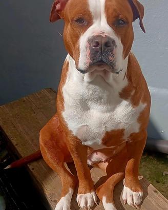 Amstaff femmina 3 anni